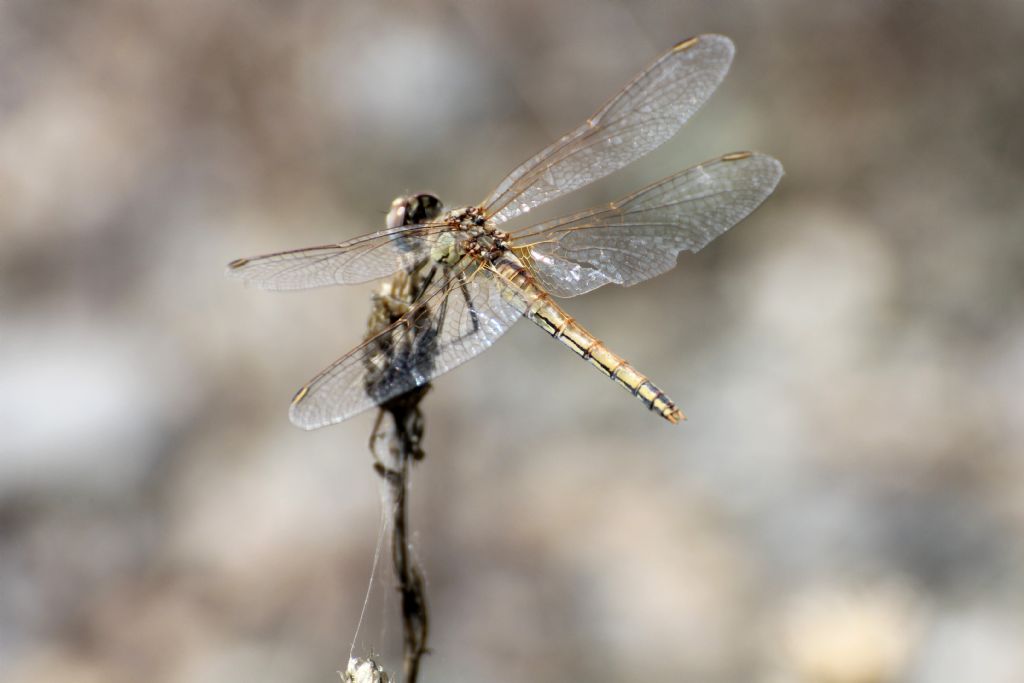 Tutti Sympetrum fonscolombei?